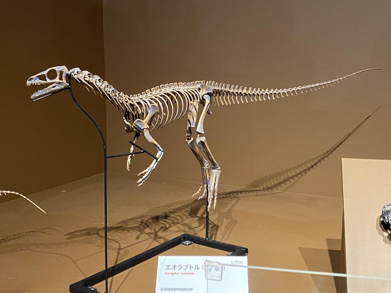 画像8: 大絶滅展にて撮影