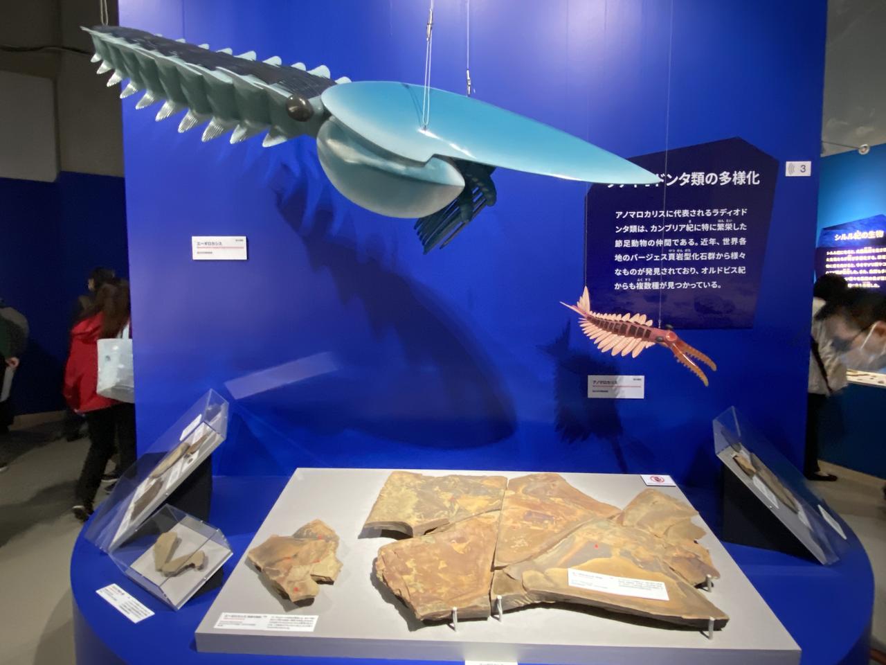 画像3: 大絶滅展にて撮影