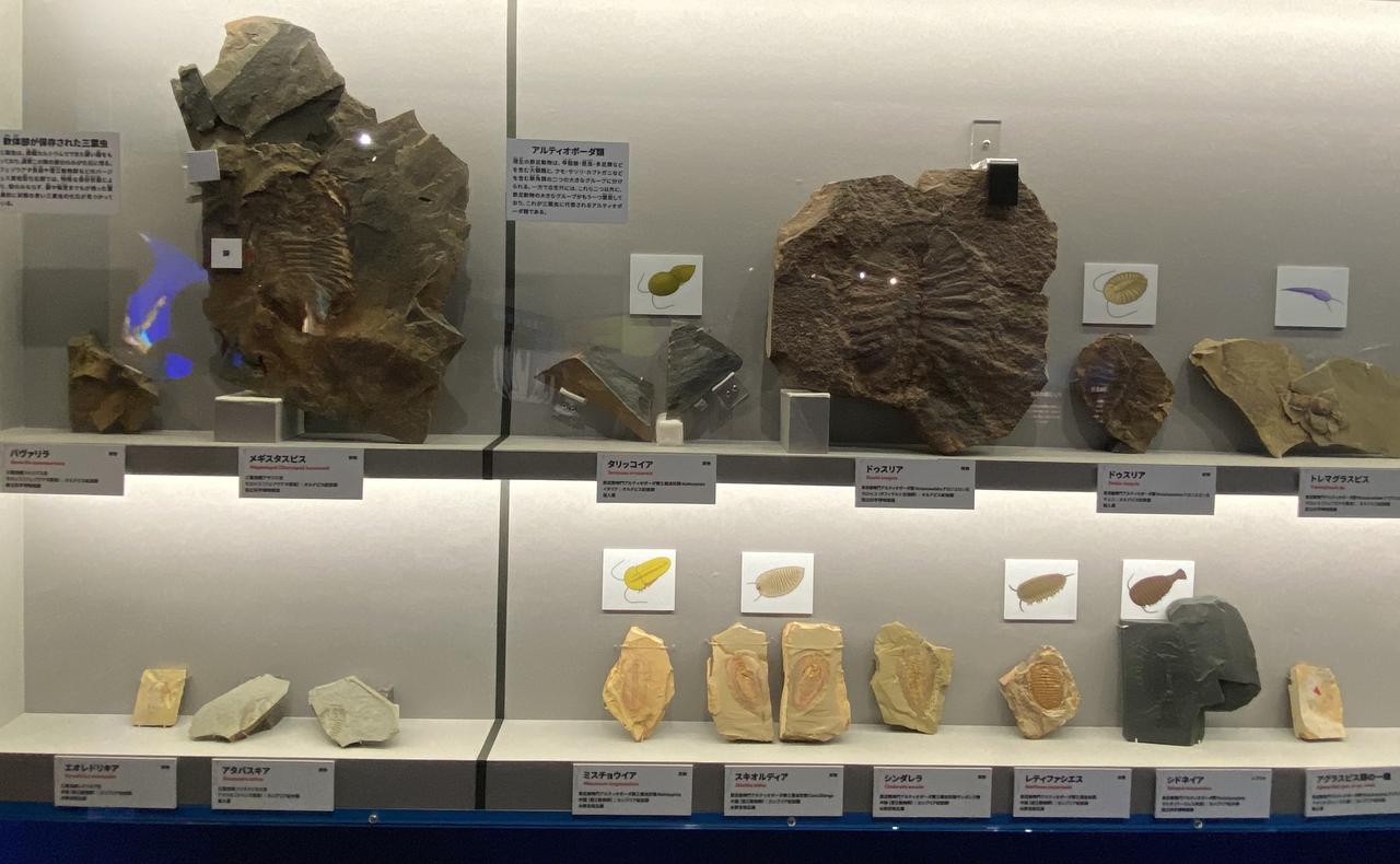 画像5: 大絶滅展にて撮影