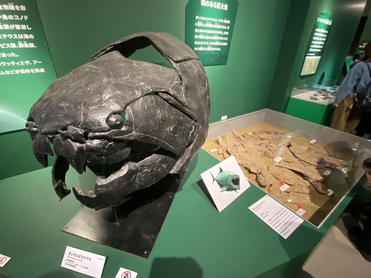 画像7: 大絶滅展にて撮影