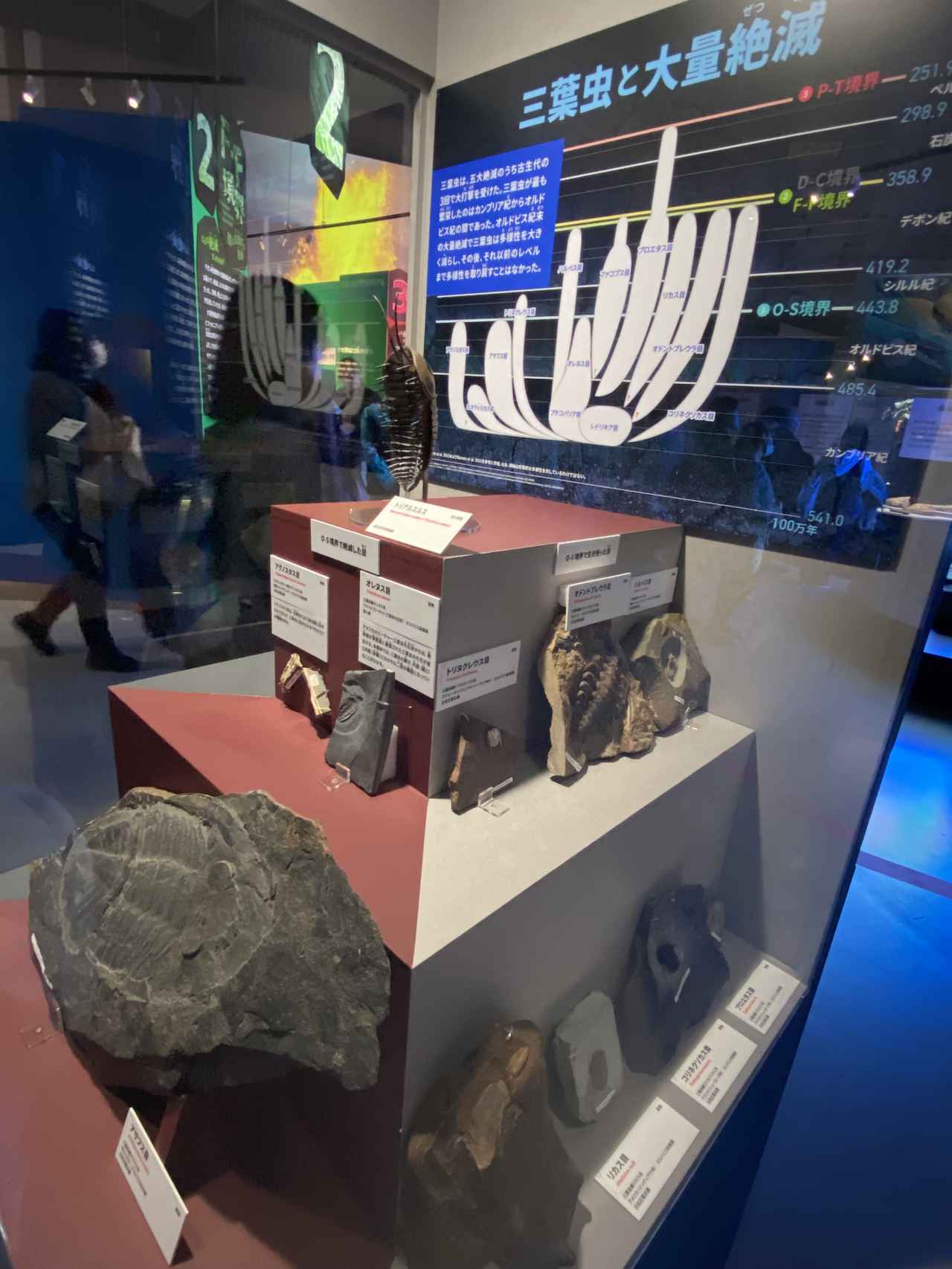 画像6: 大絶滅展にて撮影