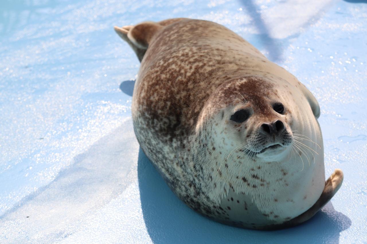 画像: 冬にしか体験できないことを北海道で満喫しよう