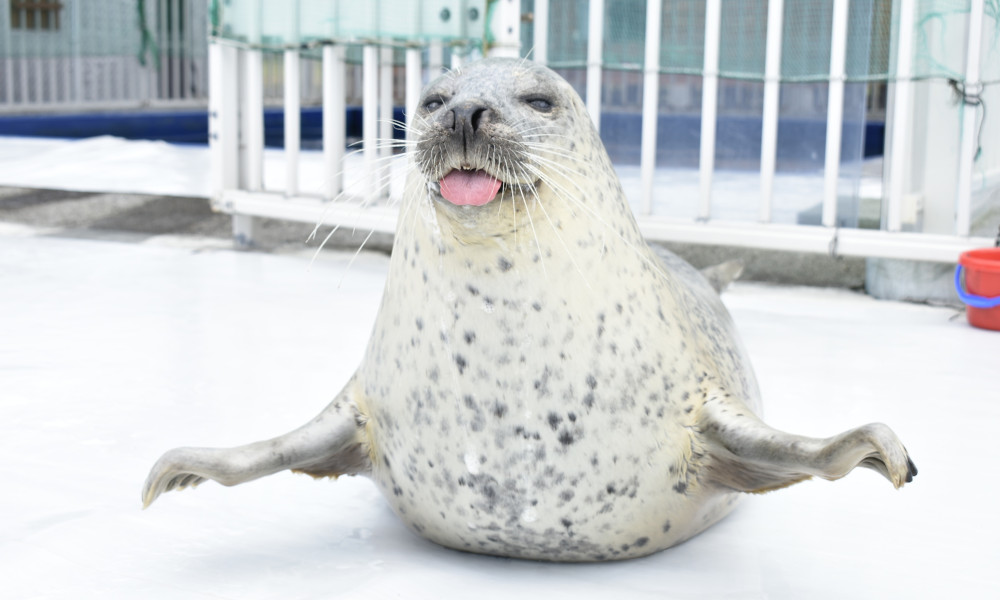 画像: <女性限定ひとり旅>『なまらめんこい!アザラシ・キタキツネ・ペンギン・シロクマ 北海道 冬の動物めぐり2.日間』 バス1人2席利用|クラブツーリズム