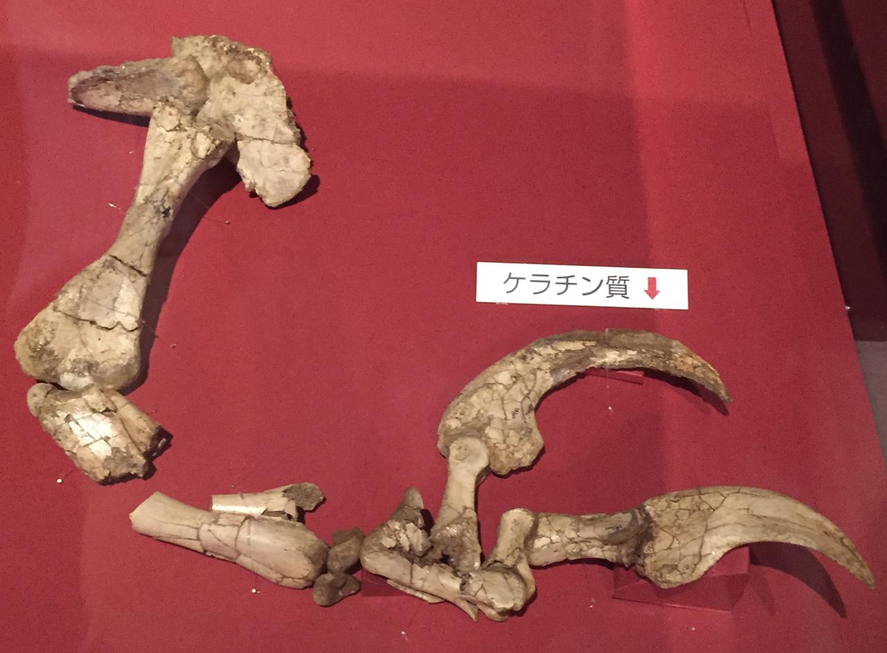 画像: 激レア化石! テリジノサウルス類で二本指の恐竜「デュオニクス」の衝撃 - singles (シングルス) - “おひとりさま”にフォーカスした情報サイト