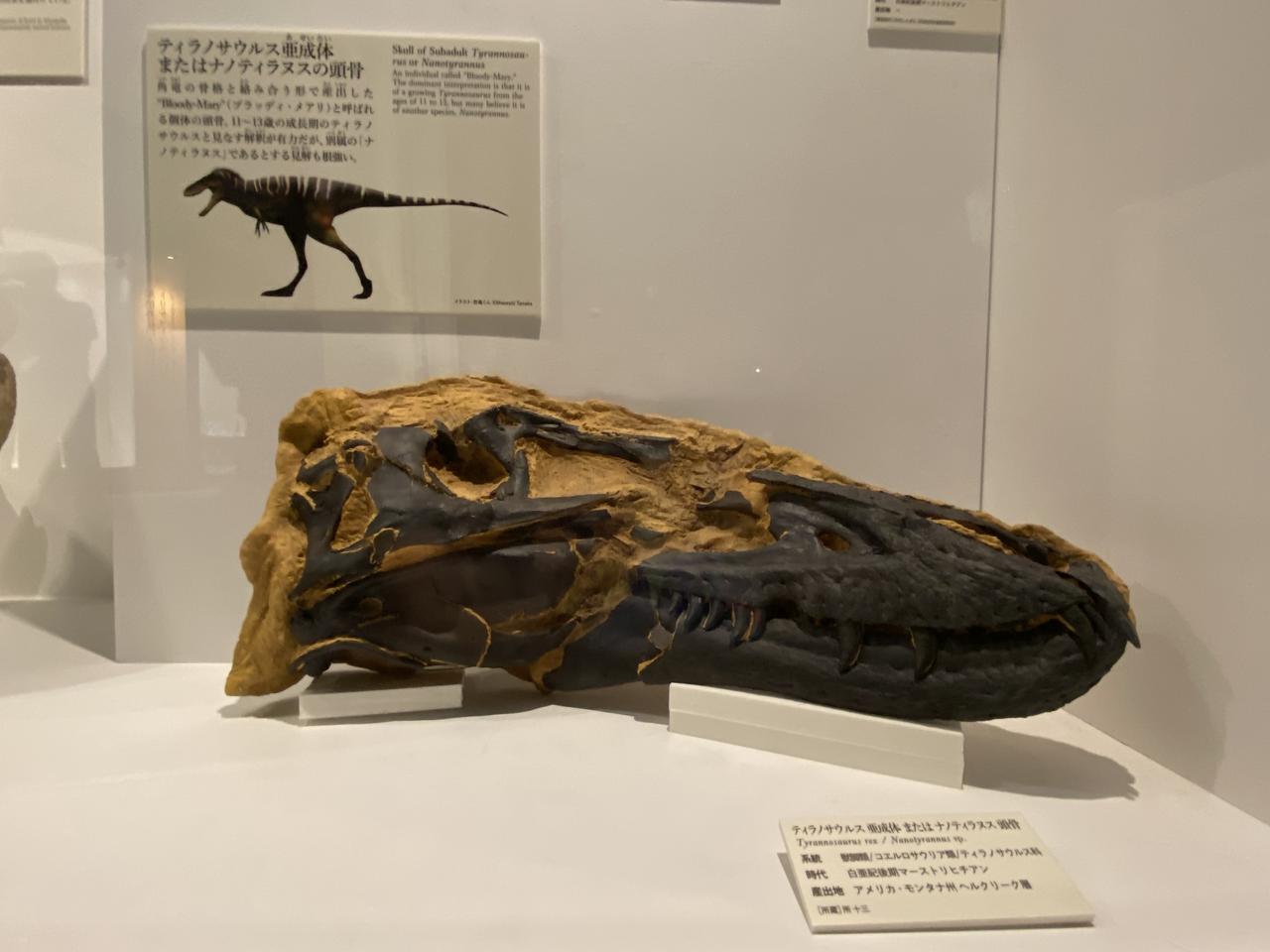 画像1: ナノティラヌス論争、ついに決着! ティラノサウルスの子どもか別種か、その真相は? - singles (シングルス) - “おひとりさま”にフォーカスした情報サイト