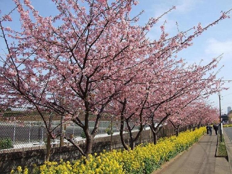 画像: <ひとり旅>『三浦海岸・河津桜と菜の花の鮮やかな競演 「リストランテAO 逗子マリーナ」』日帰り【上野 出発】|クラブツーリズム