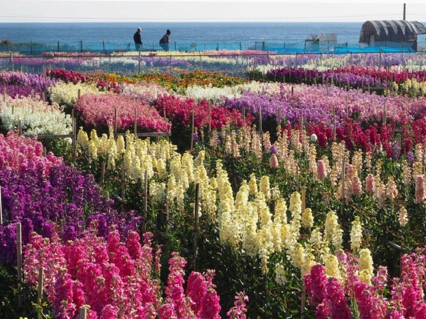 画像: <女性限定ひとり旅>『華やかな春の房総 千倉花畑とイチゴ狩り 網元直送「花しぶき」自慢の海鮮料理』日帰り【新宿 出発】|クラブツーリズム