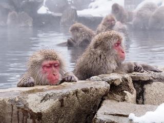 画像: ＜ひとり旅＞『冬にしか出会えない絶景がここにある！志賀高原・雪上車で樹氷見学とスノーモンキー・かまくらの里 2日間』｜クラブツーリズム