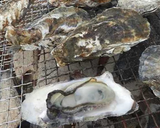 画像: ＜ひとり旅＞『前島の牡蠣小屋で食すとれたて焼き牡蠣と果物王国の岡山でイチゴ狩り食べ放題』【新大阪】｜クラブツーリズム
