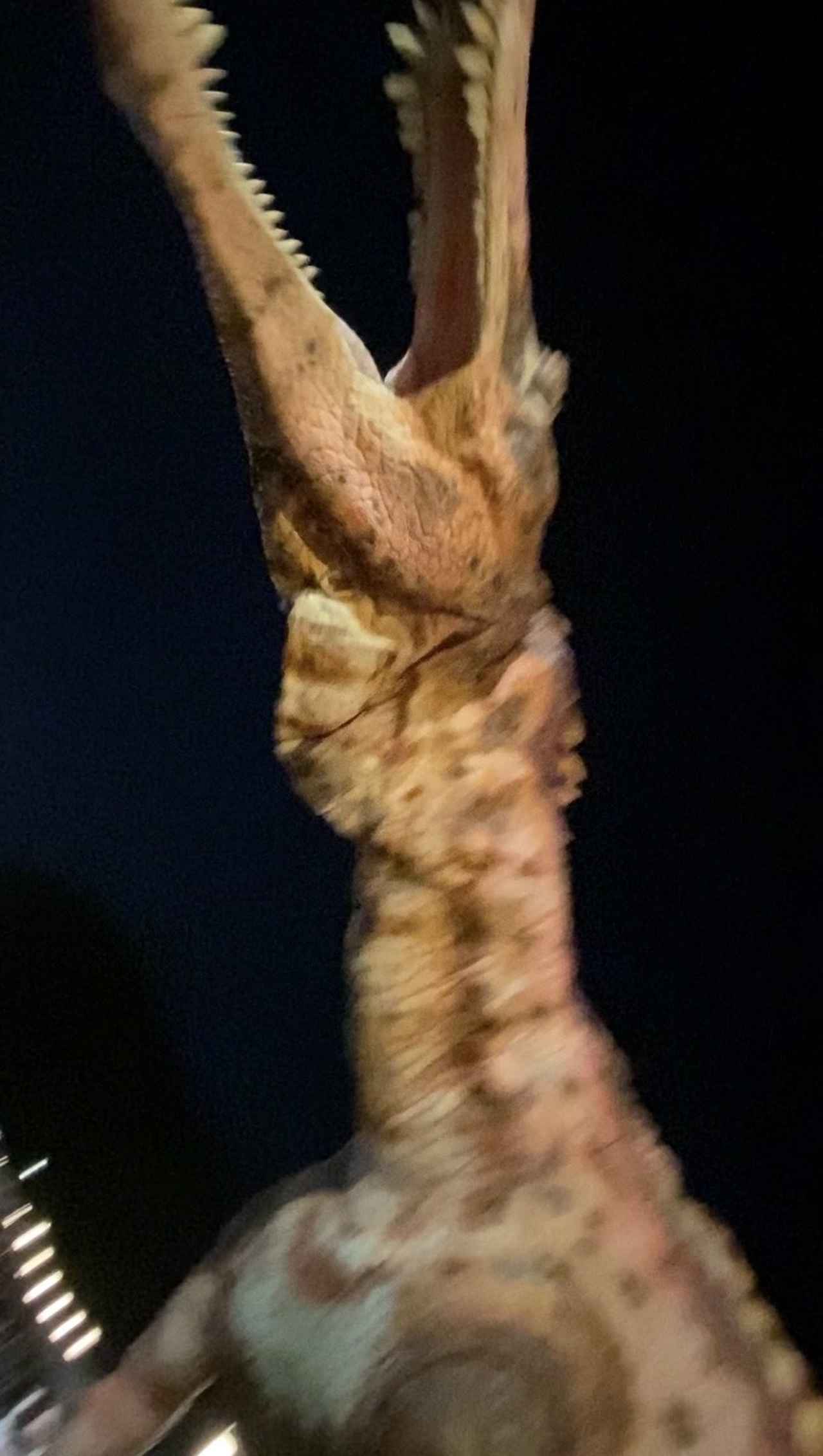 画像9: 恐竜大夜行2025にて撮影