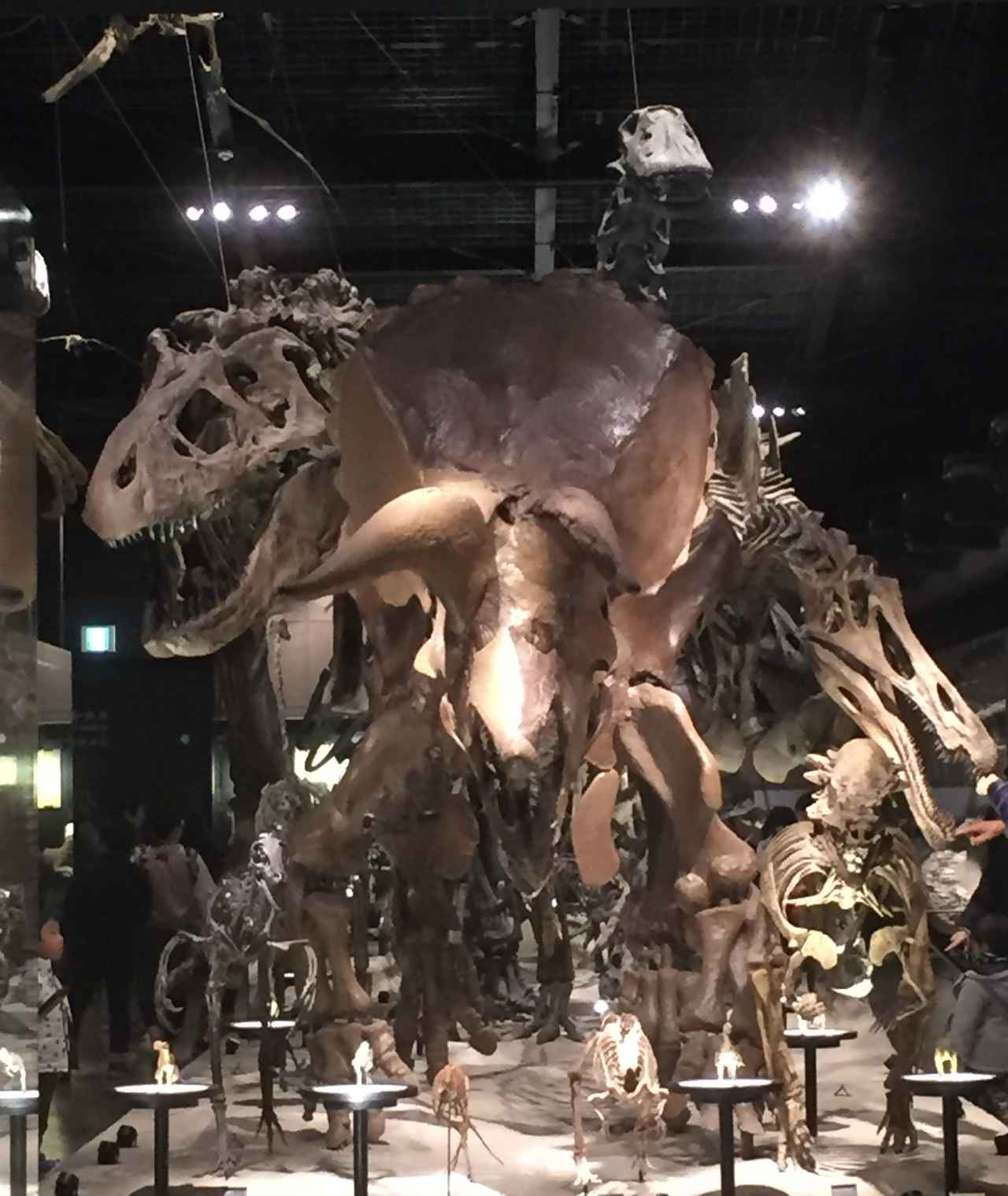 画像: 御船町恐竜博物館にて撮影