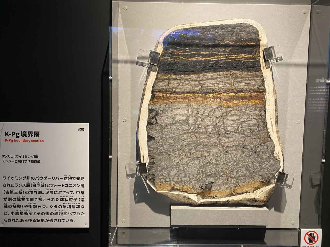 画像: 大絶滅展にて撮影