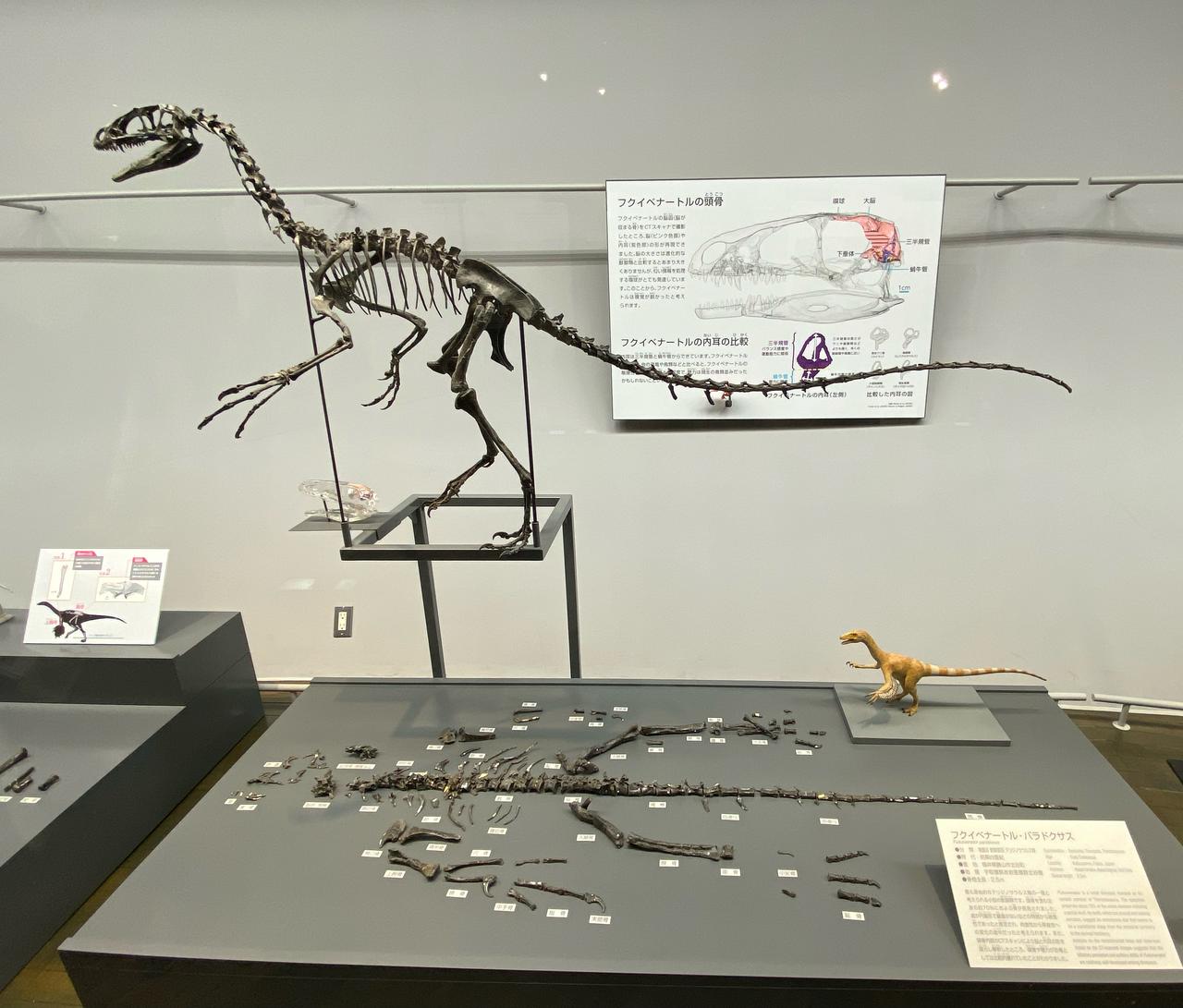 画像: 福井県立恐竜博物館にて撮影