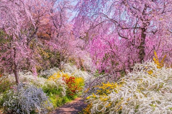 画像: <女性限定ひとりの贅沢>『原谷苑開開園前特別入園 「祇園辻利」と桜のアフタヌーンティー 淑やかに巡る京桜七景 2日間』|クラブツーリズム