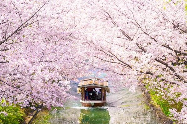 画像: <女性限定ひとり旅>『2つの特別な観桜体験!醍醐寺閉門後拝観と ひとり旅初登場!桜の伏見十石舟 勧修寺・随心院・伏見稲荷大社・伏見桃山城・長建寺 2日間』|クラブツーリズム