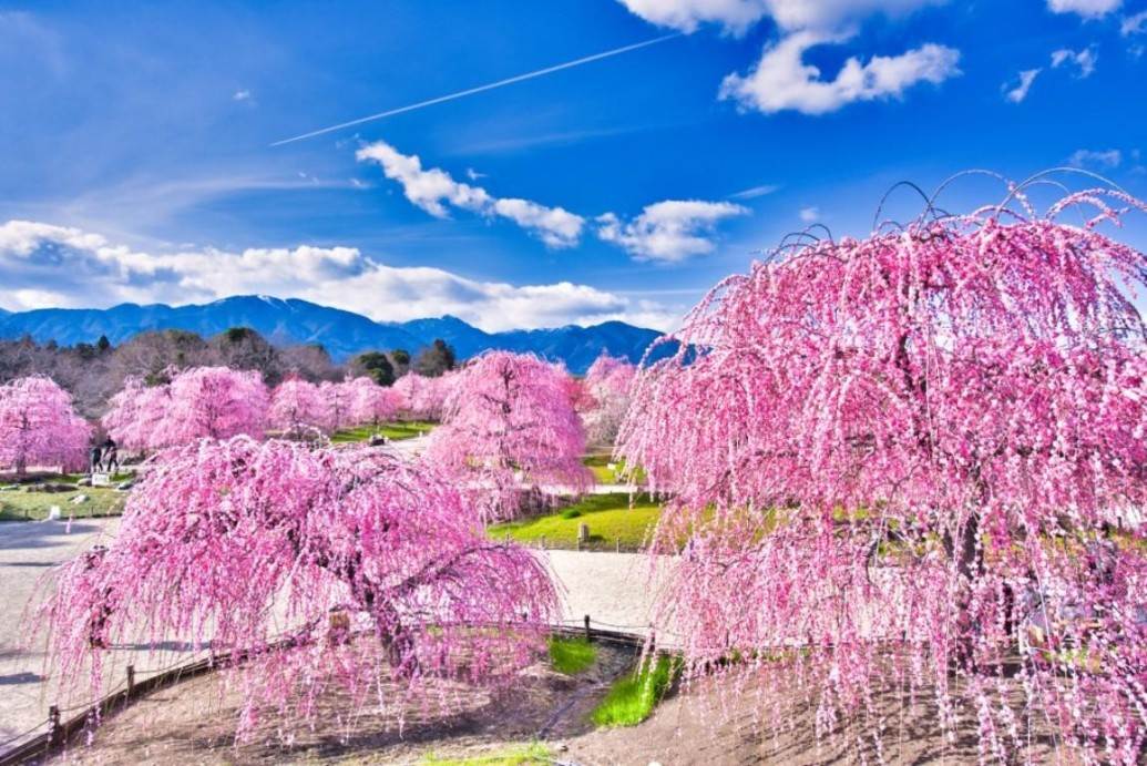 画像: <女性限定ひとり旅>『鈴鹿の森庭園・なばなの里・結城神社 東海⑥つの梅名所めぐり 展望露天風呂のあるスカイスパ付きホテル宿泊 2日間』|クラブツーリズム
