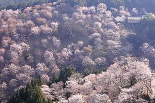 画像: <ひとりの贅沢>『いにしえの古都・奈良を彩る桜 吉野山たっぷり約3時間満喫 吉野「竹林院群芳園」で昼食と庭園の桜観賞 2日間』|クラブツーリズム