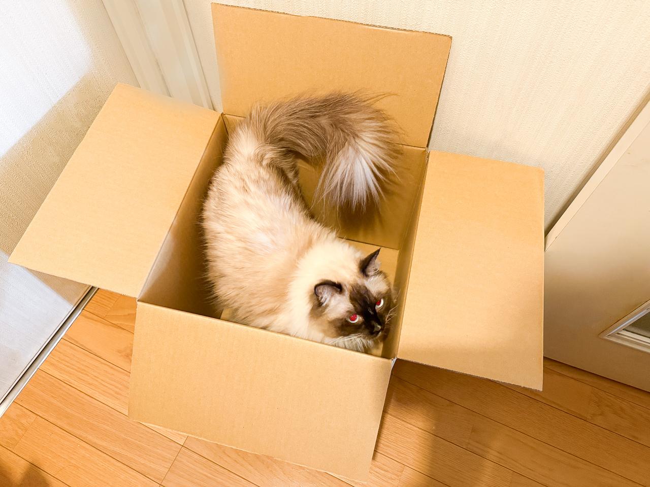 画像: ※猫は送れません