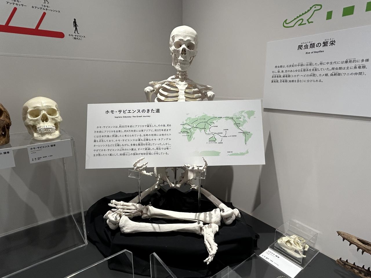 画像4: たんば恐竜博物館にて撮影