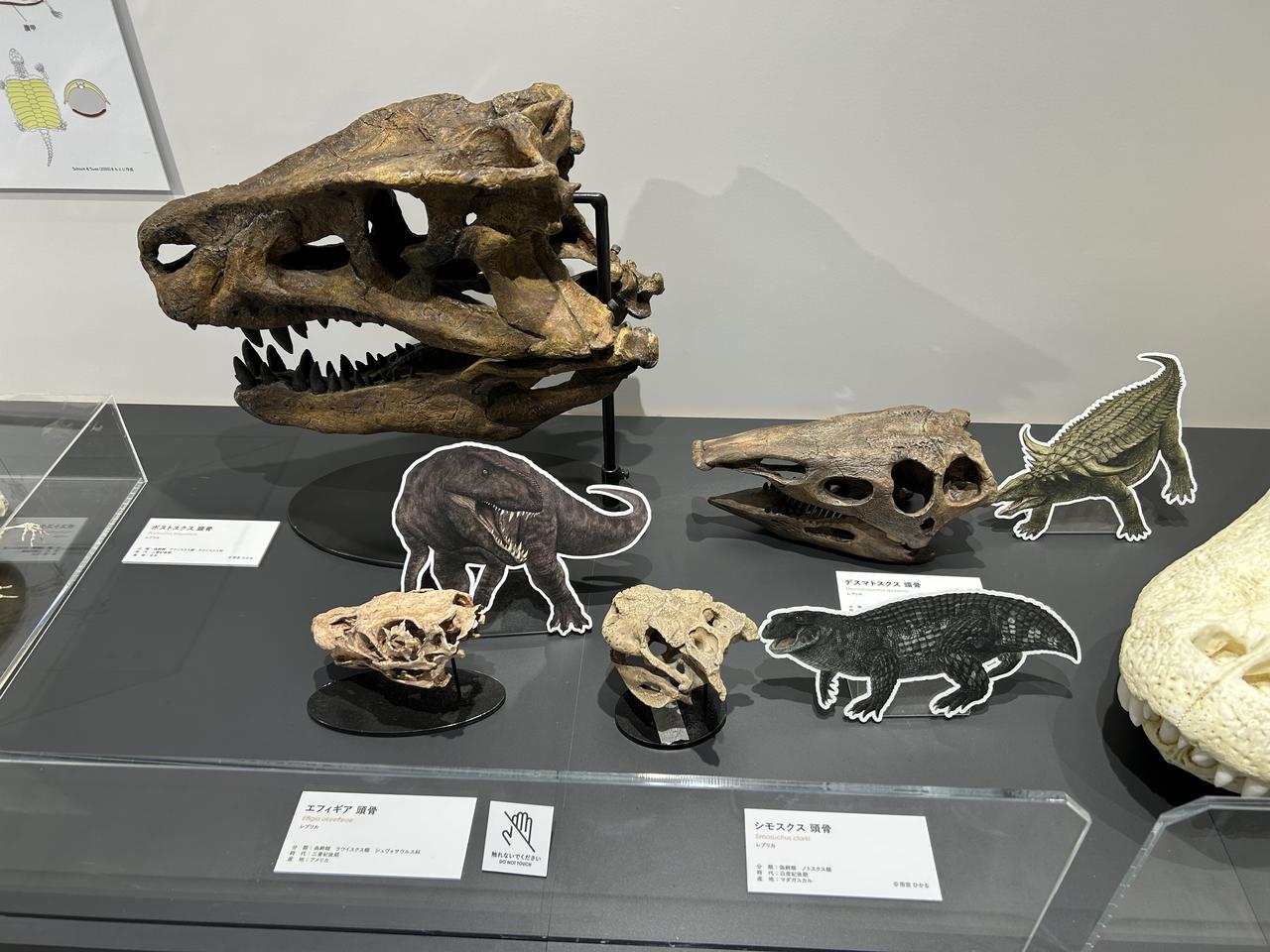 画像5: たんば恐竜博物館にて撮影