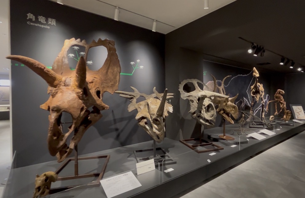 画像7: たんば恐竜博物館にて撮影