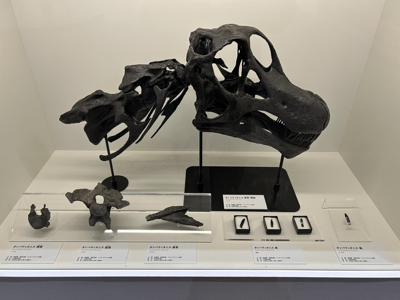 画像: リニューアルした「たんば恐竜博物館 ちーたんの館」へ