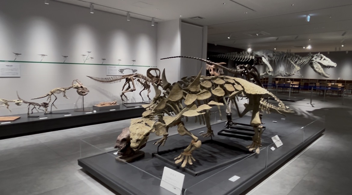 画像10: たんば恐竜博物館にて撮影