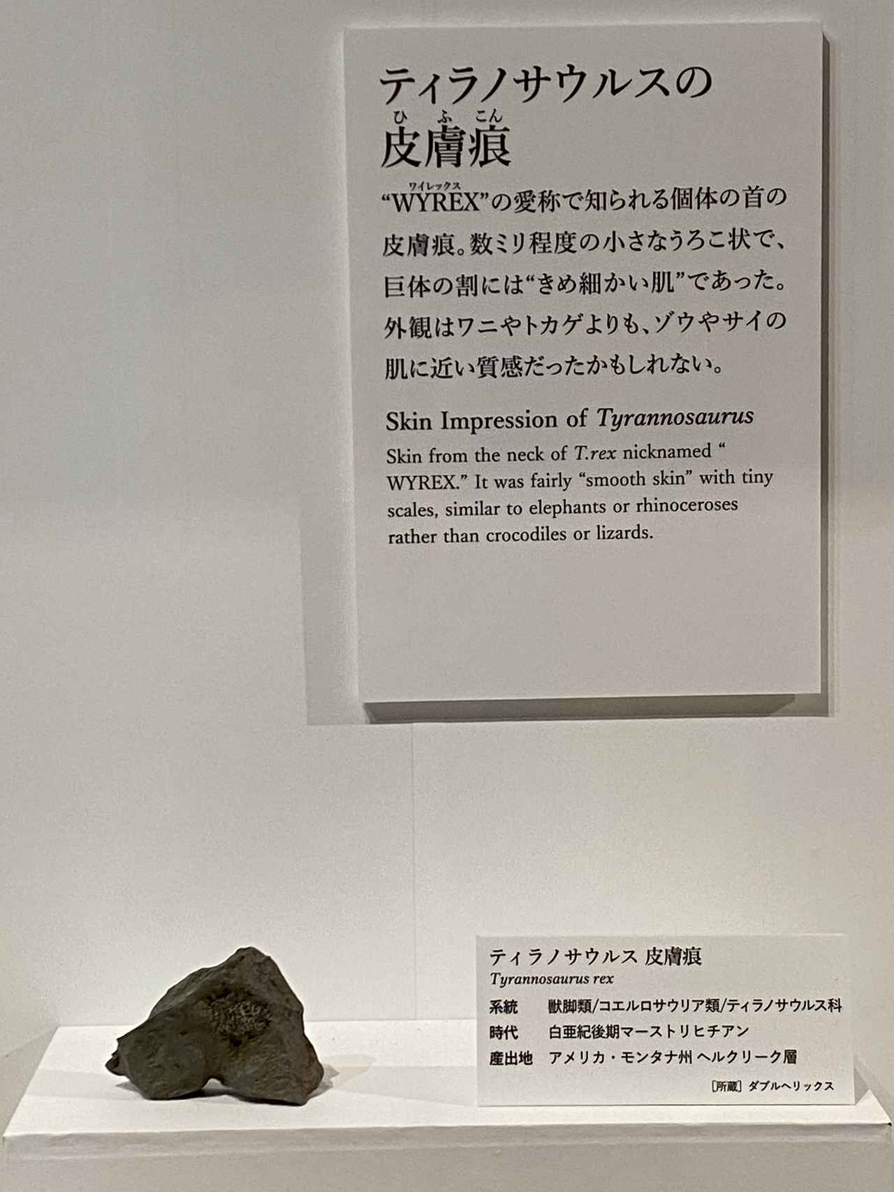 画像1: DinoScience 恐竜科学博 2023にて撮影