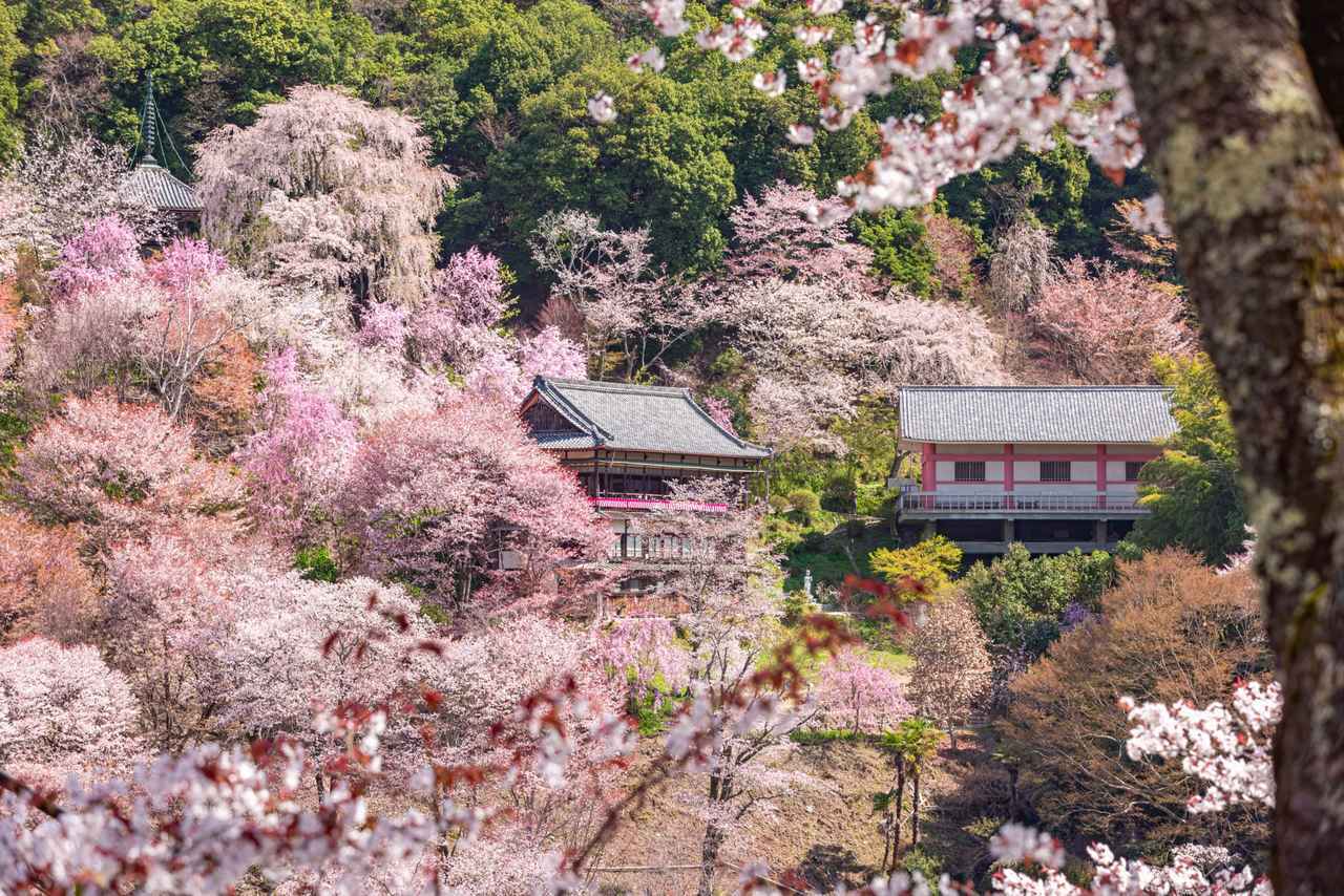 画像: 【ひとり旅プラン】いにしえの都・京都に奈良! 関東出発の関西行きツアー5選 - singles (シングルス) - “おひとりさま”にフォーカスした情報サイト