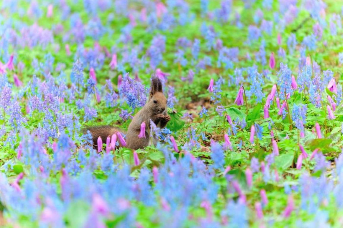 画像: ＜ひとり旅＞『「春の妖精」と称されるエゾエンゴサクとカタクリ　函館・松前の桜も！北海道花の共演　４日間』｜クラブツーリズム