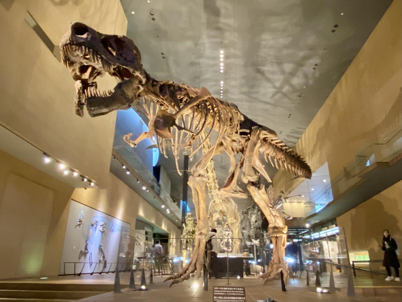 画像: ティラノサウルスは40歳まで生きていた!? 最新研究により成長プロセスが判明 - singles (シングルス) - “おひとりさま”にフォーカスした情報サイト