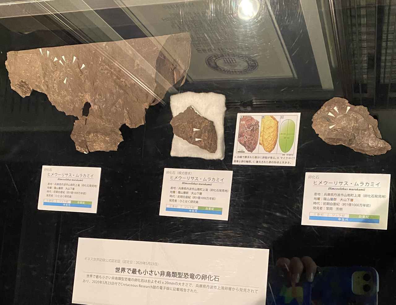 画像: 兵庫県立 人と自然の博物館にて撮影