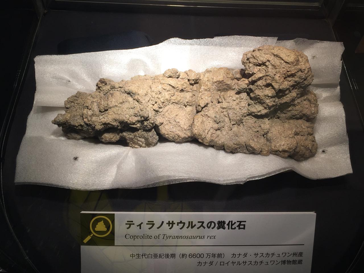 画像1: 奇跡の産物! 幸運が重なって誕生する化石「コプロライト」とは - singles (シングルス) - “おひとりさま”にフォーカスした情報サイト