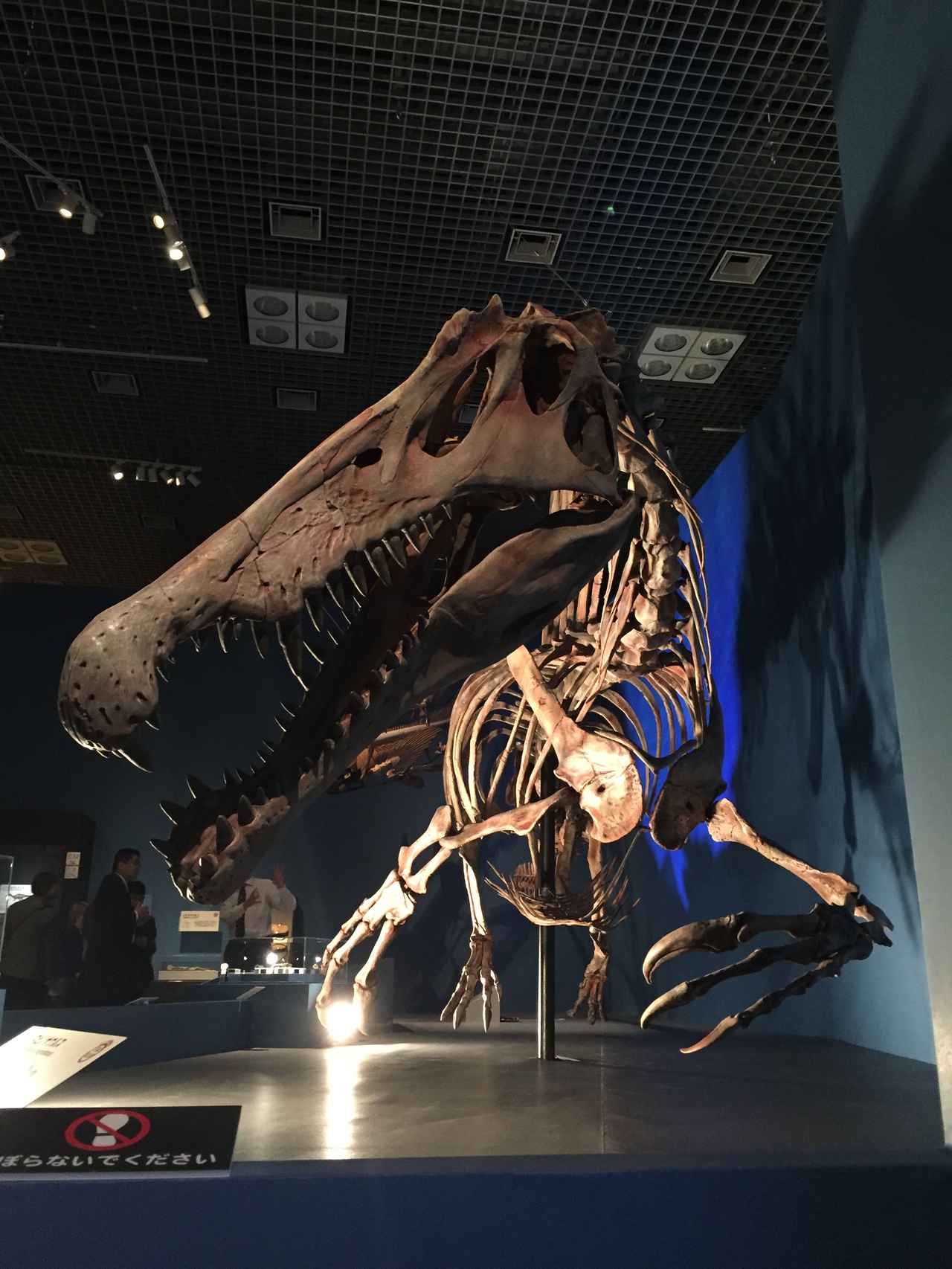 画像: 恐竜界にニュースター誕生! スピノサウルスの新種「ミラビリス」 - singles (シングルス) - “おひとりさま”にフォーカスした情報サイト