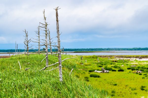 画像: ＜ひとり旅＞『世界遺産「知床」・野付半島・釧路湿原手つかずの自然残るひがし北海道秘境旅３日間』｜クラブツーリズム