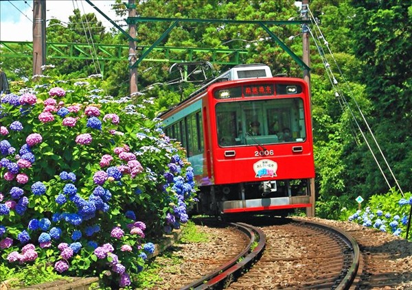 画像: ＜女性限定ひとり旅＞『箱根あじさい電車も乗車！富士箱根フラワーアルバム　エモア・テラスでカジュアルフレンチディナーや古民家カフェランチもお楽しみ♪　２日間』｜クラブツーリズム