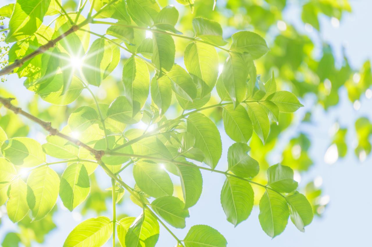 画像: 【ひとり旅プラン】新緑の季節に出かけたい、憧れの温泉宿と名湯をめぐる癒し旅5選 - singles （シングルス） - “おひとりさま”にフォーカスした情報サイト