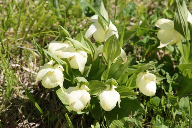 画像: ＜ひとりの贅沢＞『島内随一の宿「花れぶん」「アイランドインリシリ」に宿泊　この時期限定の「レブンアツモリソウ」に出会う旅　利尻島・礼文島３日間』　ミニハイキング｜クラブツーリズム