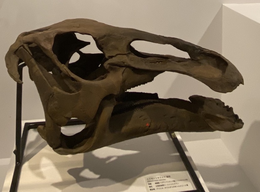 画像1: Sony presents DinoScience 恐竜科学博 ~ララミディア大陸の恐竜物語~にて撮影