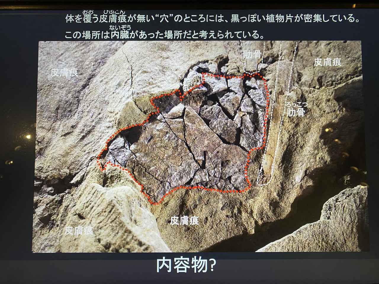 画像4: 福井県立恐竜博物館にて撮影