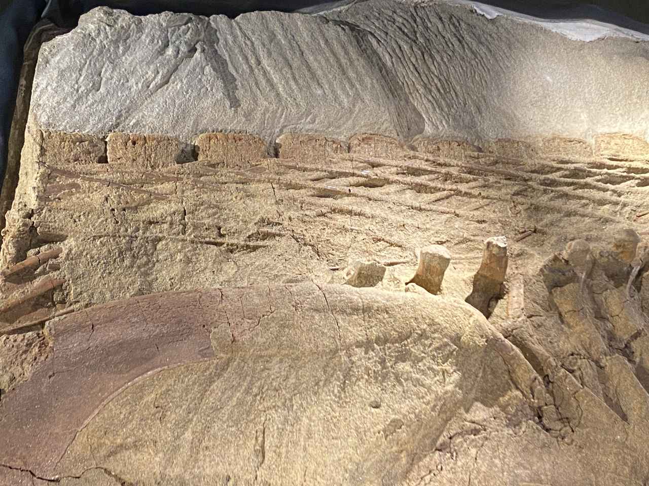 画像3: 福井県立恐竜博物館にて撮影