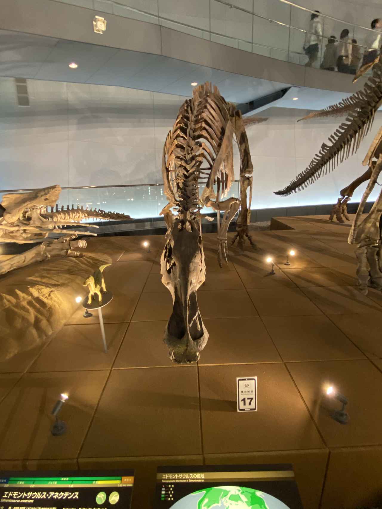 画像1: 福井県立恐竜博物館にて撮影