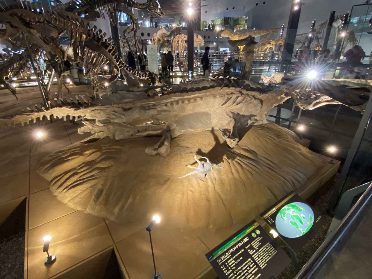 画像2: 福井県立恐竜博物館にて撮影