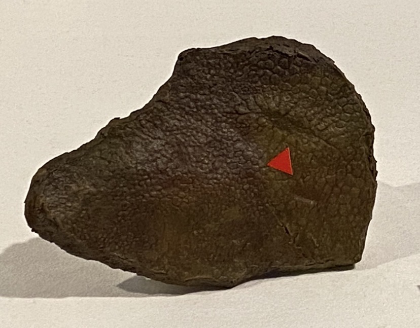 画像2: Sony presents DinoScience 恐竜科学博 ~ララミディア大陸の恐竜物語~にて撮影