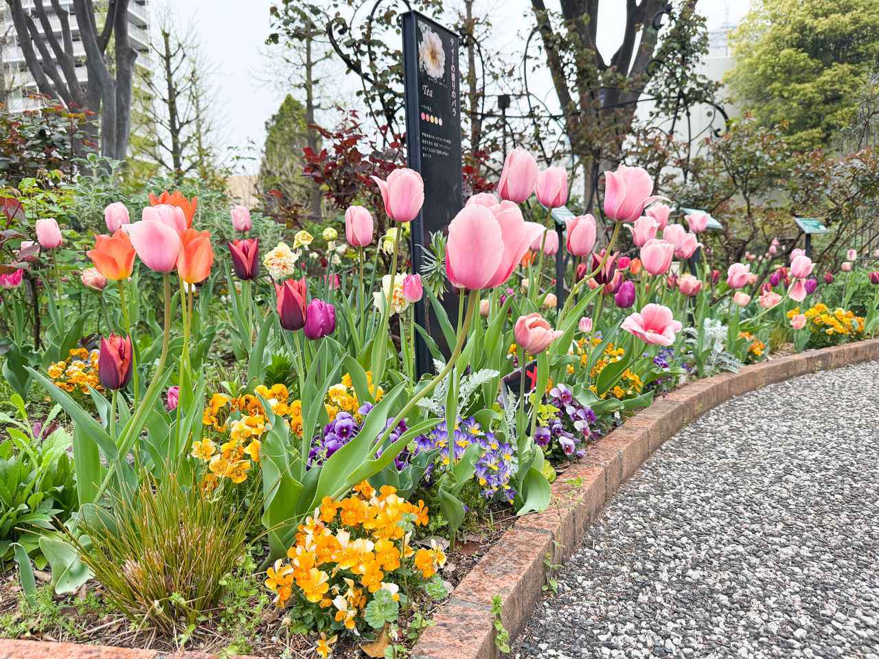 画像: チューリップ超かわいい