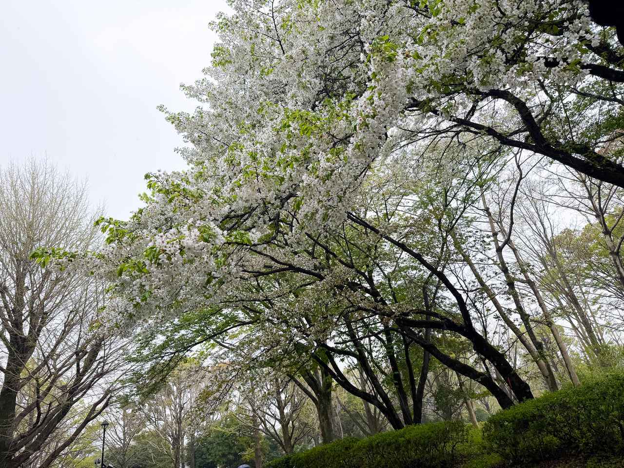 画像: 光が丘公園の桜は、歩道に大きくかかるように咲いていて迫力がありました!