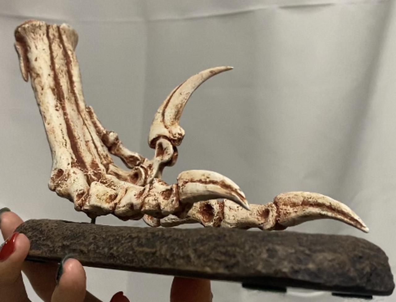 画像: ヴェロキラプトルのあし