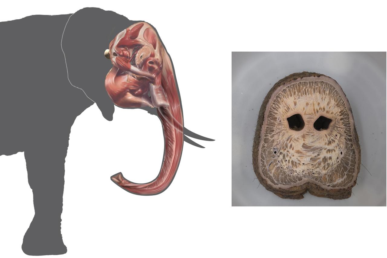 画像: 左）3Dホログラムイメージ 右）アジアゾウの鼻の断面（国立科学博物館蔵）