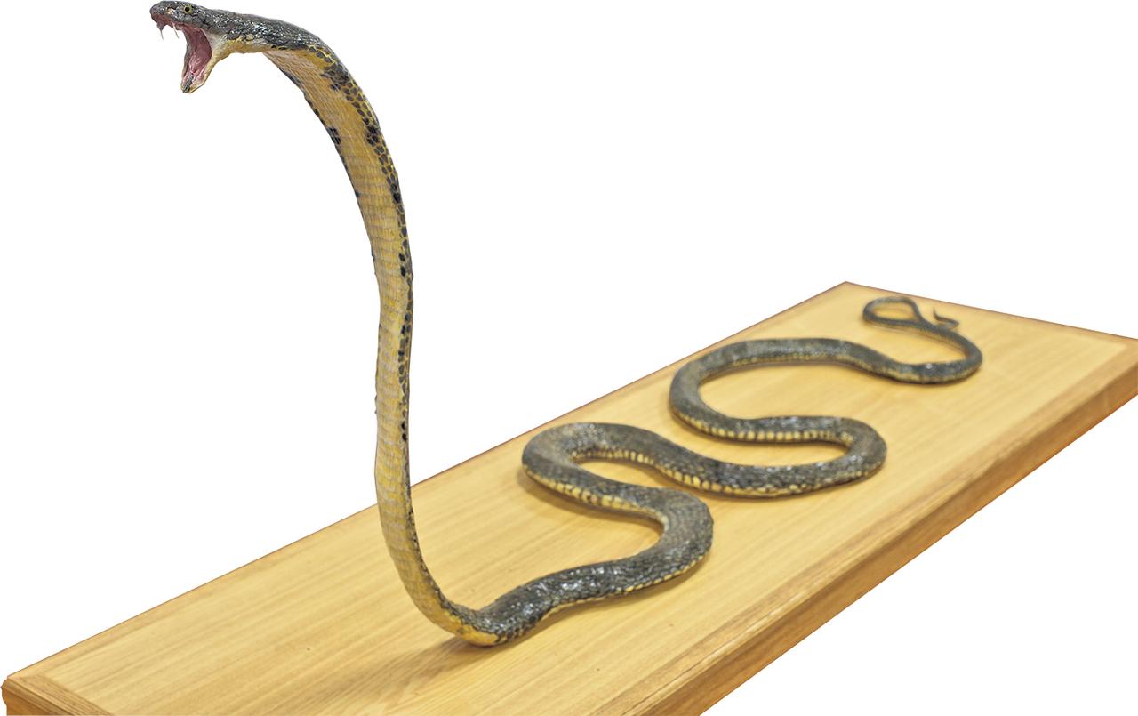 画像: キングコブラ 剥製　萩博物館蔵