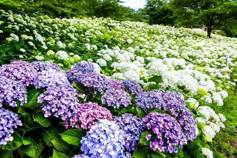 画像: ＜女性限定ひとり旅＞『アートな御朱印と権現堂アジサイ　大正ロマン漂う日本建築　庄屋久平で季節のお膳』【新宿　出発】｜クラブツーリズム